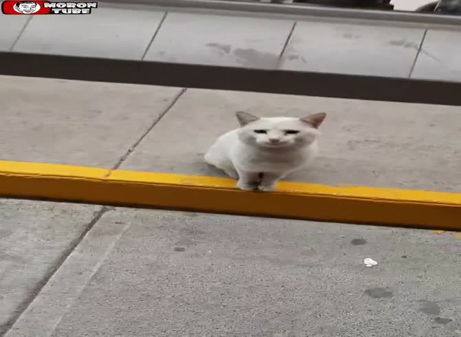 Video :This Mexican cat requests goodies from store patrons